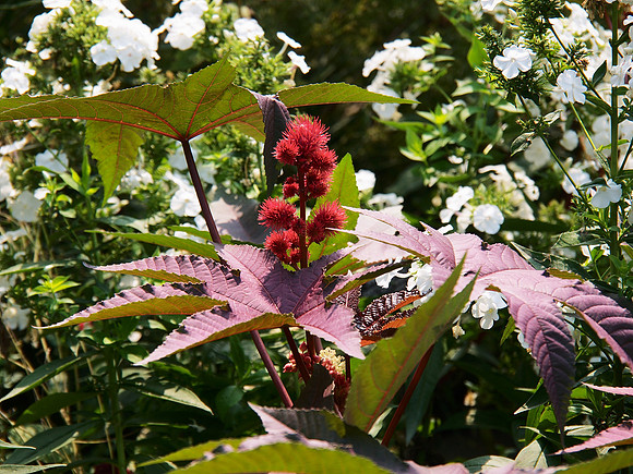 Castor bean plant, Brooklyn Botanic Garden