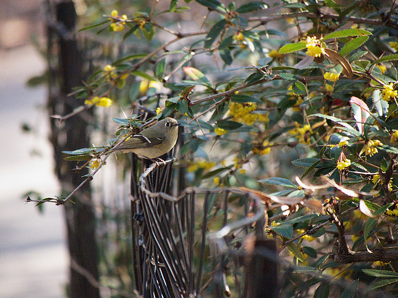 Ruby-Crowned Kinglet, Central Park