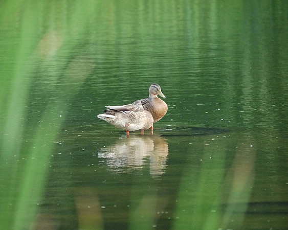 Ducks, Turtle Pond