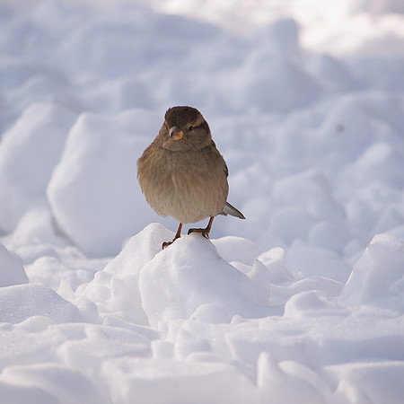 House Sparrow in snow, Central park