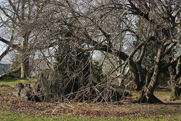 Cherry tree in winter, Cedar Hill