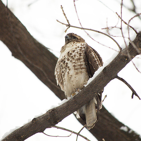 Young Red-Tailed Hawk