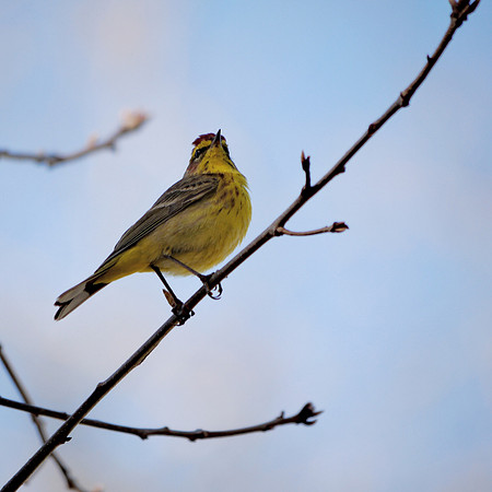 Palm Warbler, Central Park