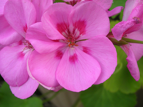 Pink Geranium