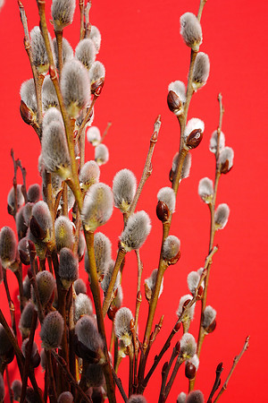 Pussywillows