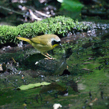 Common Yellowthroat squared