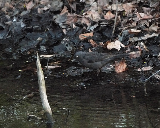 Rusty Blackbird, Central Park