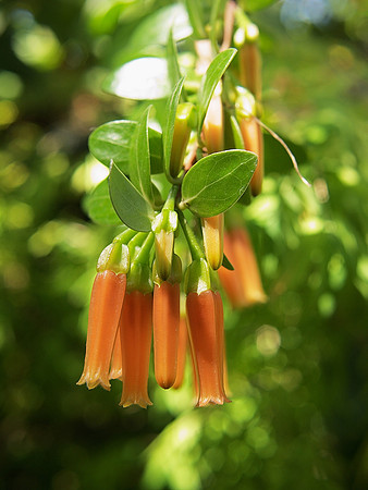 Ericaceae