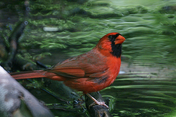 Red and green