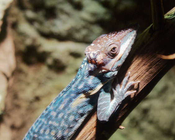 lizard