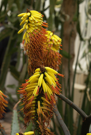Aloe