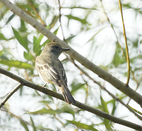 Great Crested Flycatcher, Central Park
