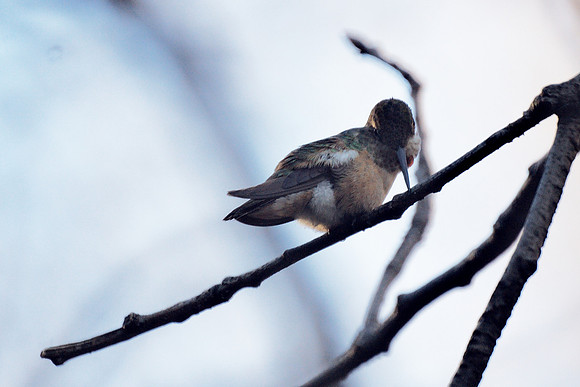 Rufous Hummingbird, Theodore Roosevelt Park