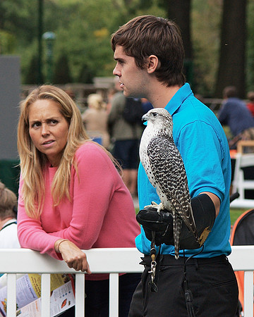 Presenting a Gyrfalcon