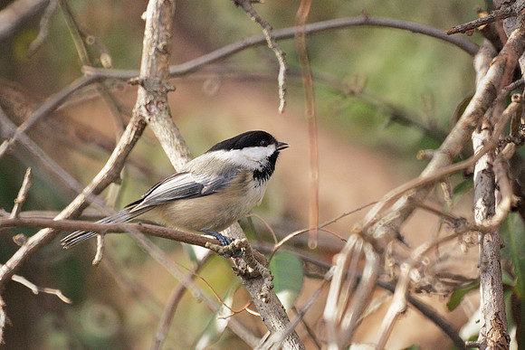 Black-Capped Chickadee, Central Park