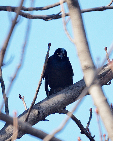 Disgruntled Grackle