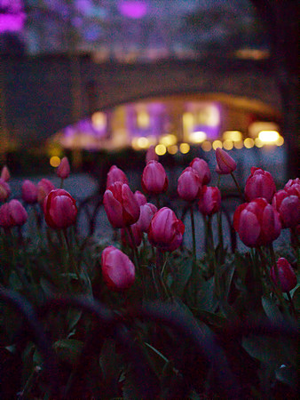 Tulips and the Rose Center