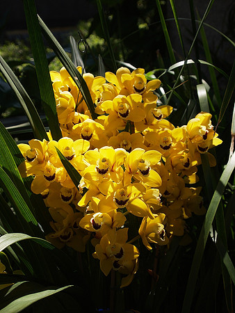 Blc. Goldenzelle "Lemon Chiffon"