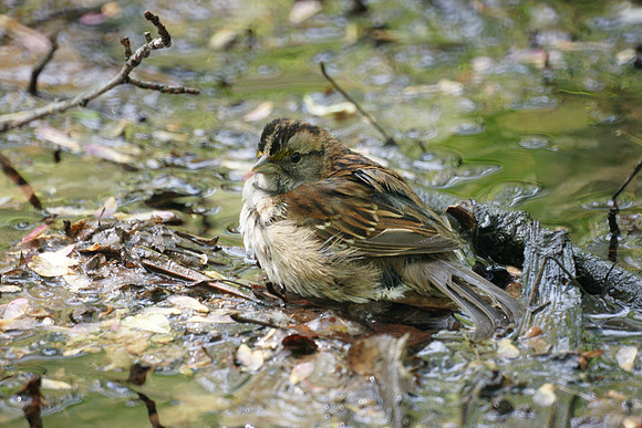 White-Throated Sparrow, Central Park