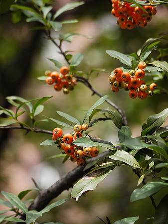 Berries, East 15th Street