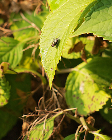 Fly on leaf, Theodore Roosevent park