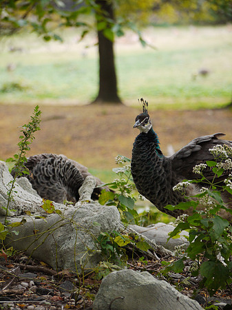 Peacock, Bronx Zoo