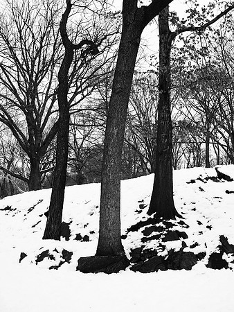 Three Trees