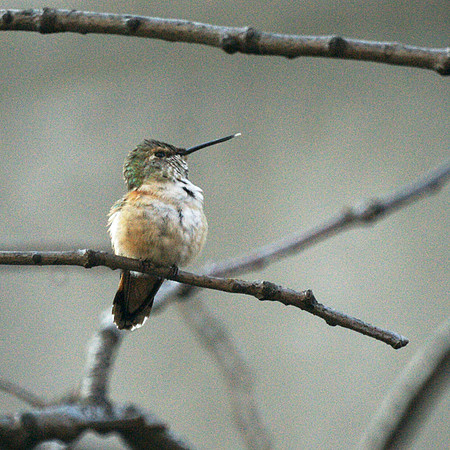 Rufous Hummingbird, Theodore Roosevelt Park