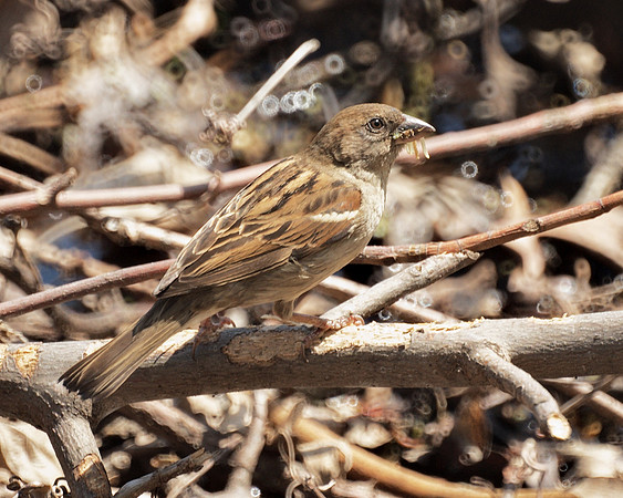 Sparrow and prey, NY Botanical Garden