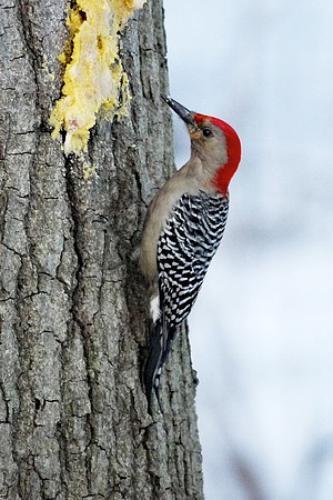 Red-Bellied Woodpecker, Central Park