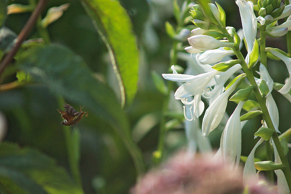 Hawk Moth in Flight