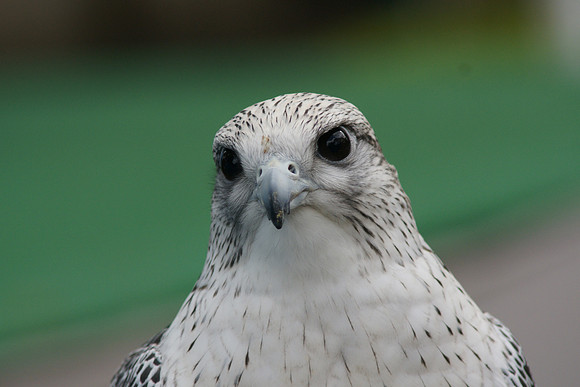 Gyrfalcon