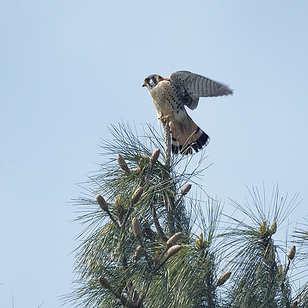 American Kestrel, NY Botanical Garden