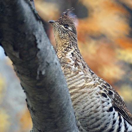 Ruffed Grouse, Prattsville NY
