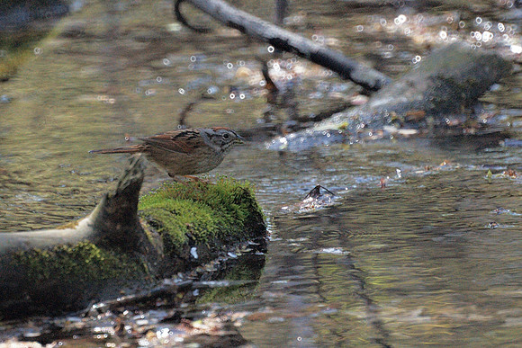 Swamp Sparrow, Central Park