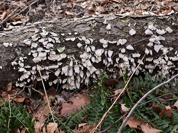 Log with fungus, Central Park