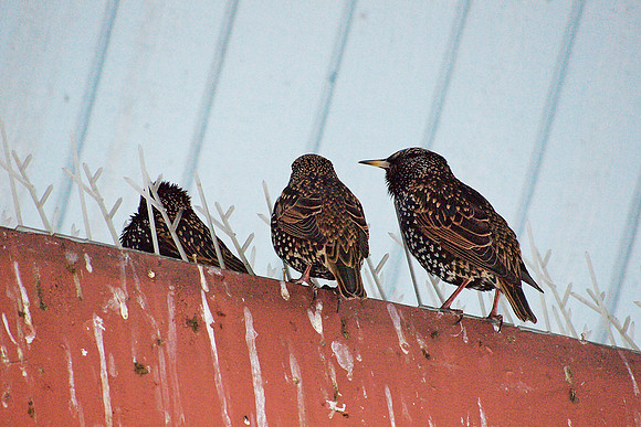 Starlings, Belvedere Castle
