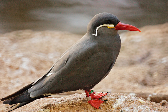 Inca Tern