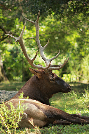 Roosevelt Elk
