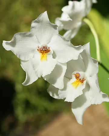 Odontoglossum pescatorei