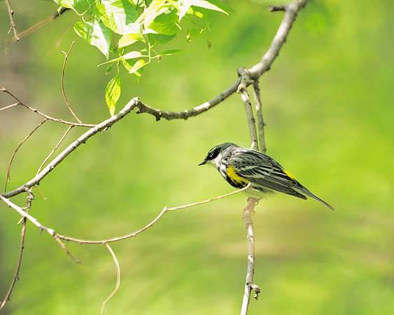 Yellow-Rumped Warbler, Central Park