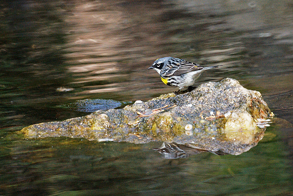 Yellow-Rumped Warbler, Central Park