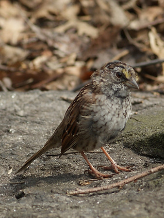 sparrow in action (3)