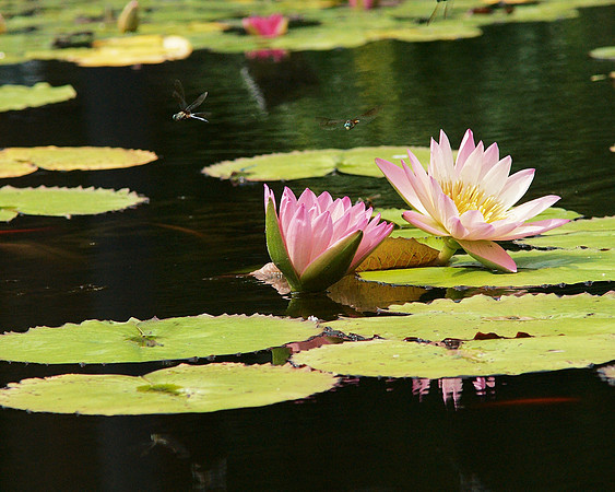 Dragonflies and Water Lilies