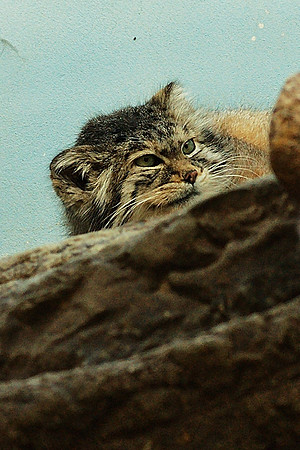 Pallas' Cat