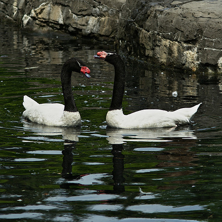 Black-Necked Swans