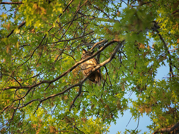 Great Horned Owl, Central Park