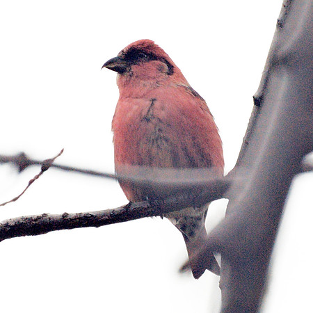 White-Winged Crossbill, Central Park