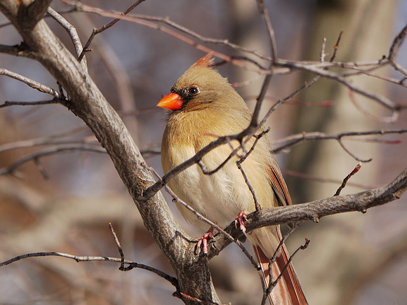 Cardinal, Central Park