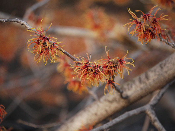 Witch Hazel, Central Park